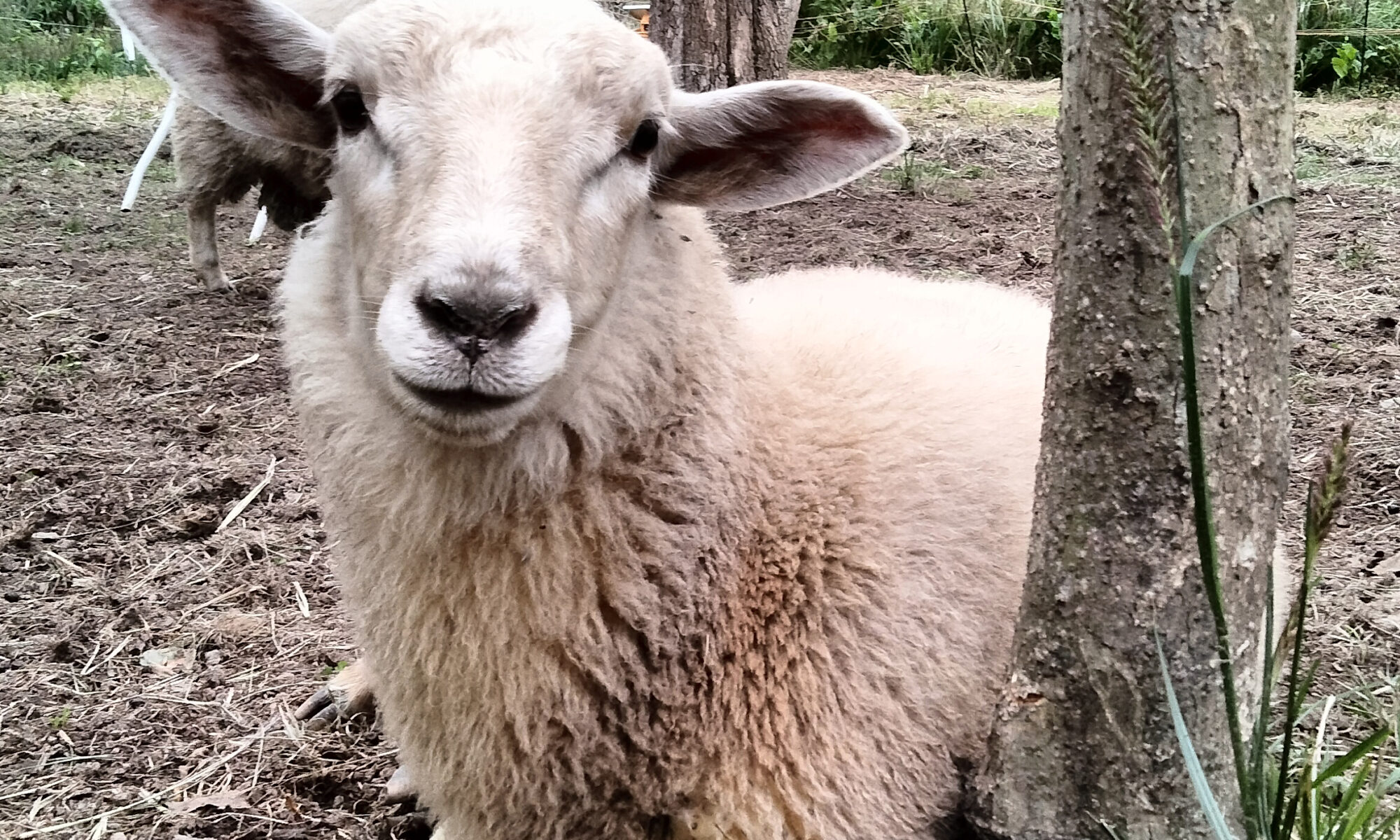 北海道産 羊毛 弾けれ Aries Farm