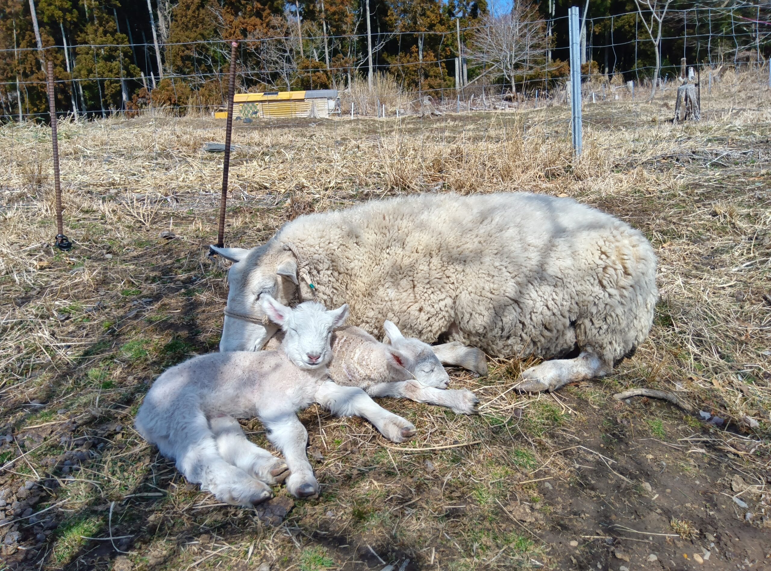 生体販売】雄子羊の販売 - くぐなりめん羊牧場 Kugunari Farm